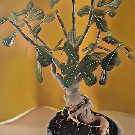 Casa Bonsai Holiday home *