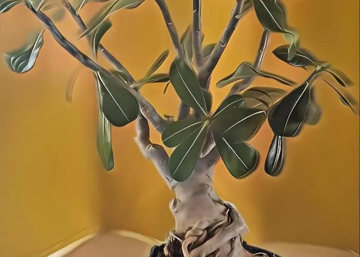 Casa Bonsai בית נופש *